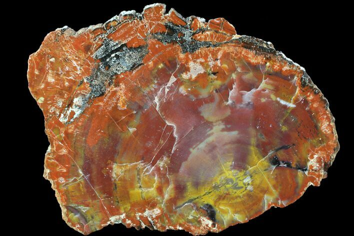 Brilliant, Polished Arizona Petrified Wood Slice - #85948